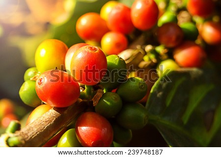 Coffee cherries or coffee bean on tree with sunlight.