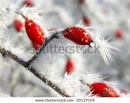 fruit of wild rose covered with hoar-frost