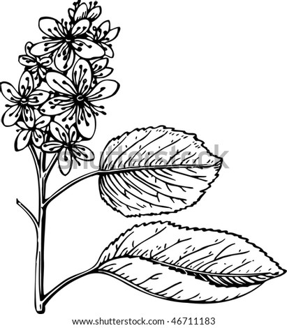 Flower Stock Vector Illustration 46711183 : Shutterstock