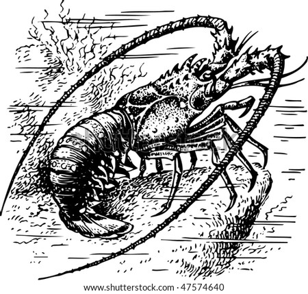 Crawfish Vector - 47574640 : Shutterstock