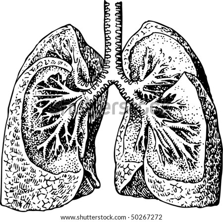 Lung Stock Vector Illustration 50267272 : Shutterstock
