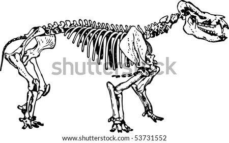 Cattle Skeleton