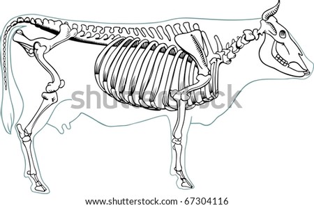 Skeletal System Cow
