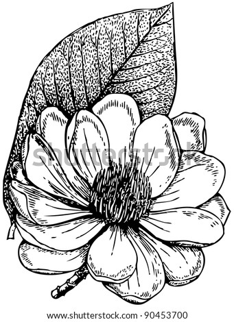 clip art magnolia