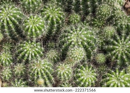 cactus/Most cacti live in habitats subject to at least some drought. Many live in extremely dry environments.