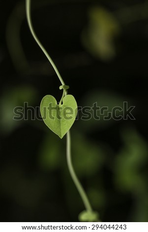 green leaf/green Hearts