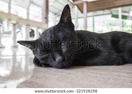 Portrait of cat/sleepy cat.