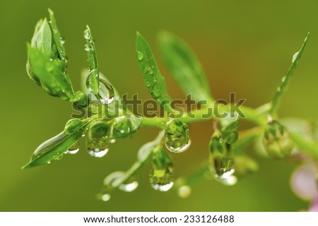 Dew drop on green leaf and  green background / Dew drop on green leaf in the garden