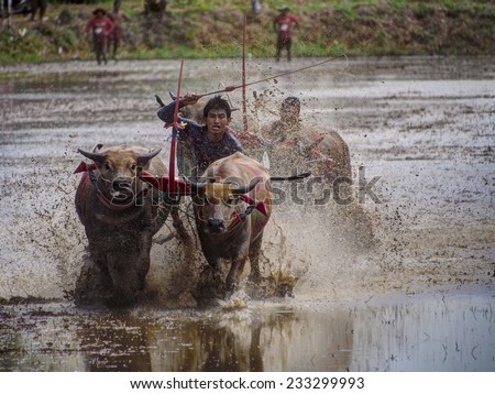 chonburi - July 7, 2013: Unidentified male And his buffalo was running to the finish line in Buffalo Racing Festival.  chonburi province, thailand / Buffalo Racing Festival