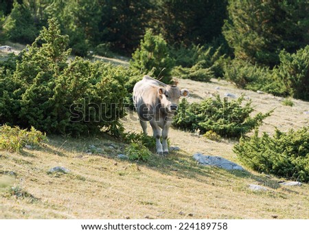 Cow standing on mountainside