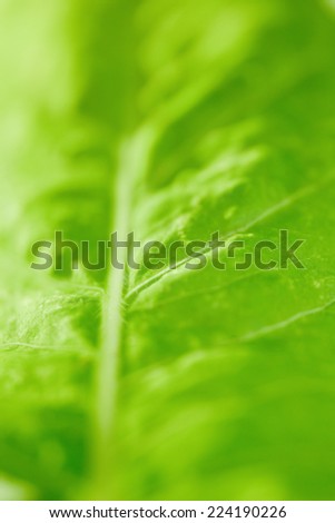 Green leaf, extreme close-up, full frame