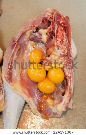 Cross section of hen, showing organs