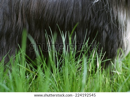 Dog's belly in grass, close-up