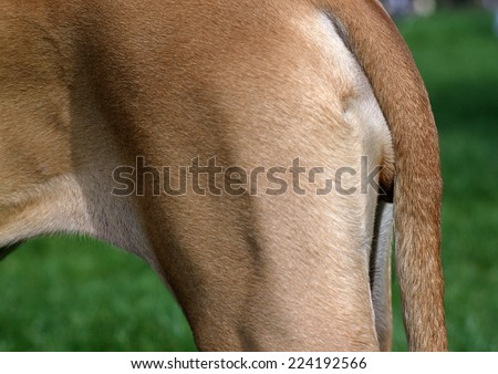 Dog\'s hind legs, close-up