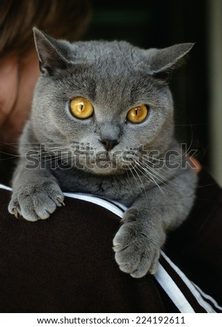Gray Chartreux cat on person\'s shoulder, close-up