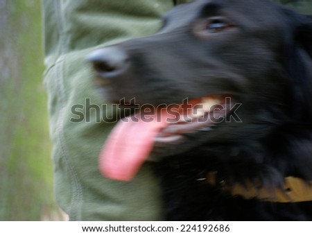 Groenendael dog\'s face, blurry.