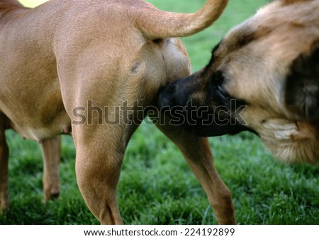 Dog sniffing other dog's rear, close-up