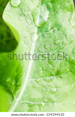 Wet leaf, extreme close-up