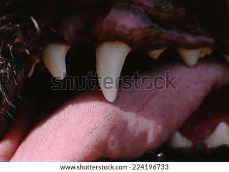 Dog\'s teeth and tongue, extreme close-up