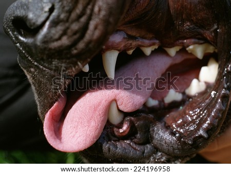 Dog's teeth and tongue, close-up
