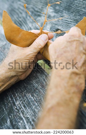 Hands tearing leaf, cropped view, close-up
