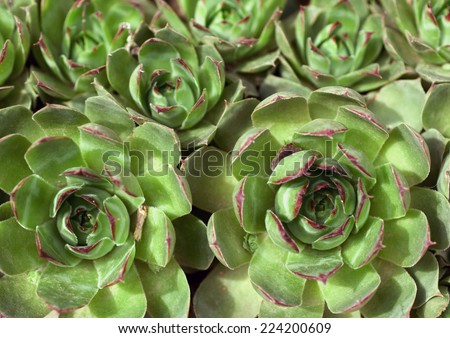 Hens and chicks
