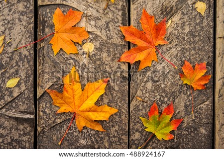 Autumn maple leaves on wooden background. Colorful leaves in the city park. Red and orange autumn leaves background concept wallpaper. Background group autumn orange leaves.