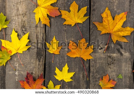 Autumn. Color autumn leaves. Autumn leaves. Autumn leaves. Autumn maple. Autumn vintage. Autumn nature. Autumn leaves wood. Autumn park. Autumn close up.