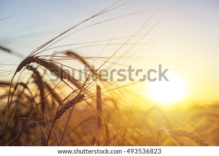 Natural wheat field. Ears of golden wheat close up. Beautiful nature sunset landscape. Rural scene under sunlight. Summer background of ripening ears of meadow agriculture land. Growth harvest concept