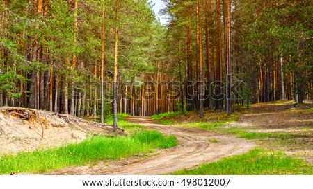 Nature pine forest with sandy road at summer. Nordic scandinavian pine forest in evening light. Pine forest Europe. Nature concept.
