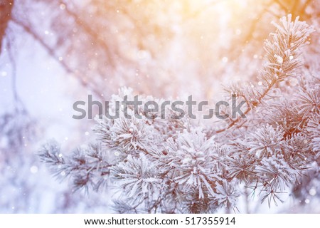 Winter christmas pine tree snow flakes falling. Fir branches covered with frost and snow. Blurred snow flakes winter background with copy space area. Christmas snow covered fir winter branches.