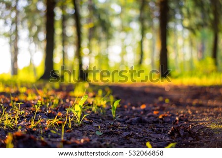 Close up nature landscape in spring. Flowering forest on sunset, spring nature background. Fresh ground in the nature park during spring. Blurred background with copy space. Ecology and nature concept