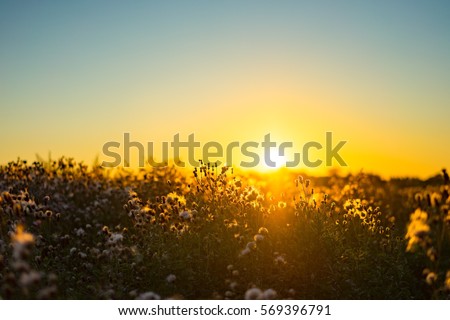 Sunset Nature view of summer field. Beautiful calm Sunset background. Nature and ecology concept. Golden evening sunset on the meadow, rural summer backgrounds. Nature rural floral field on sunset.