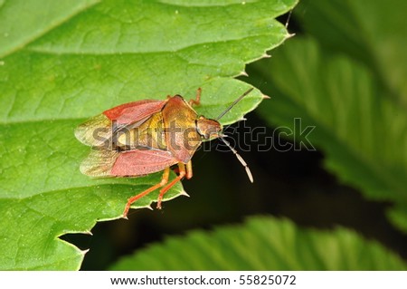 kissing bug. stock photo : kissing bug