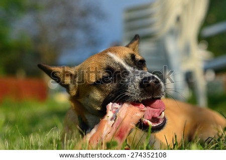 eating dog