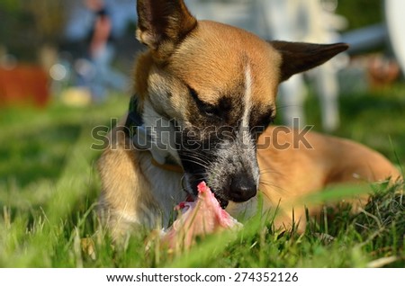 eating dog