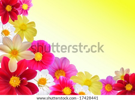 Floral composition of different colours dahlia. Orange colour background, AAA