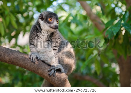 Mongoose lemur on a branch