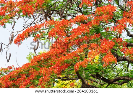 Flam-boyant, The Flame Tree, Royal Poinciana, blooming in summer time of Chiangmai, Thailand.