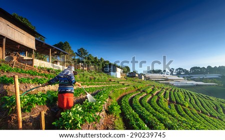 CHIANG MAI, THAILAND-December 11 : Worker watering strawberry in strawberry field on December 11, 2014 at Doi Ang Khang , Chiang Mai, Thailand.