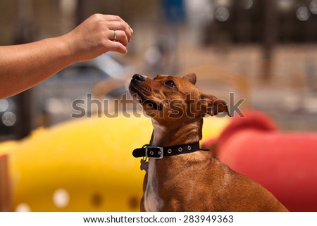 The dog looks at the hand of the person pending the receipt of food