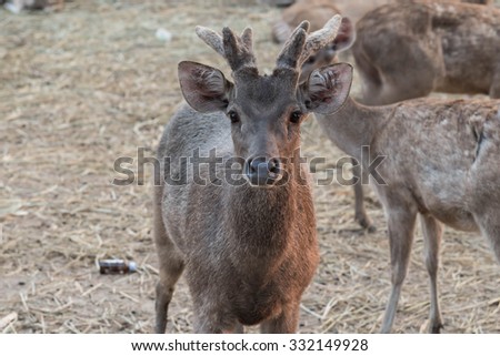 young deer in the field