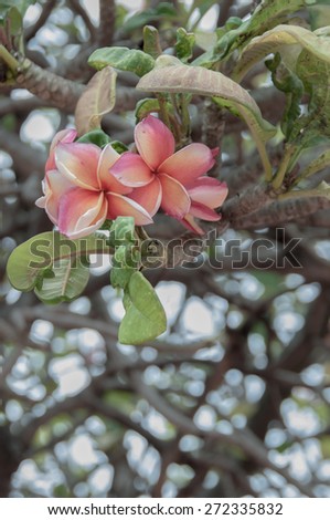 Frangipani, This is the ornamental flowers, it\'s beautiful.