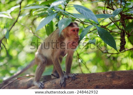 Little monkey sitting under the leaves of Indian forests