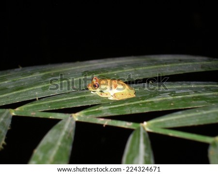 Frog resting at night on a leave in the Ecuadorian rain forest in Cuyabeno Reserve, taken in December 2010