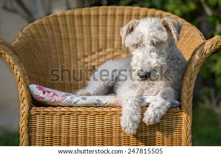 A fox terrier quiet sitting on a chair