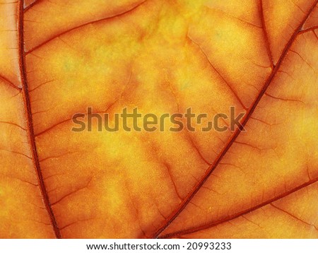 Extreme close up photo of a autumn leaf