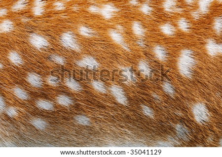 deer fur