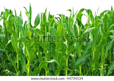 Rows of Corn Stalks Growing on a Farm. Isolated against white background.
