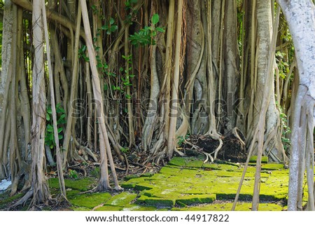 Tree with buttressed roots in tropical forest in South Asia.